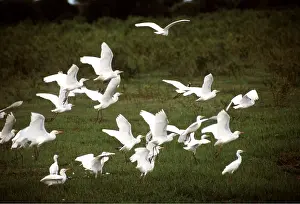 Peter Steyn: CATTLE EGRETS - flock with some in flight