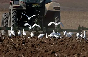 Tractors: Cattle Egrets - following tractor