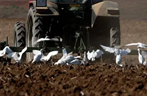 Tractors: Cattle Egrets - following tractor, November
