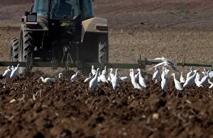 Tractors: Cattle Egrets - following tractor, November
