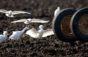 Tractors: Cattle Egrets - following tractor, November