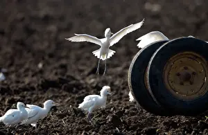 Tractors: Cattle Egrets - following tractor, November