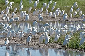 Deltas: Cattle Egrets - Large group round edge of wetlands
