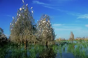 Drowned: Cattle Egrets - nesting in drowned Acacia Trees