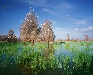 Alyssa Giustozzi: Cattle EGRETS - nesting in drowned Acacia trees