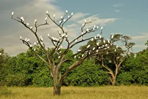 Cattle Egrets - In tree