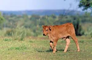 Bullock: CATTLE - Estremadura Calf