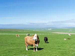 Meat: Cattle farming, Dairy and meat production