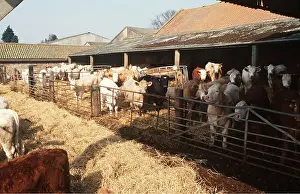 Anglia: CATTLE - FEEDING