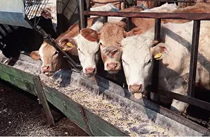 Anglia: CATTLE - FEEDING