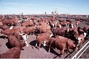 Yard: CATTLE - feeding yard