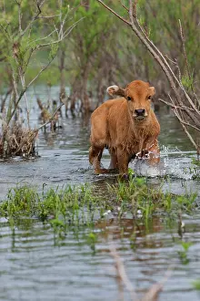 Flooded: Cattle in the flooded Danube Delta near