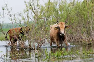 Flooded: Cattle in the flooded Danube Delta near