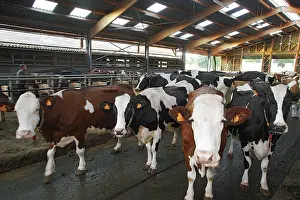 Friesian: Cattle - Friesian - black & white and red & white