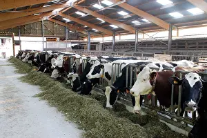 Friesian: Cattle - Friesian - black & white and red & white