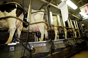 Friesian: Cattle - Friesian - black & white and red & white