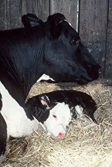 Friesian: CATTLE - Friesian Cow, Mother And Calf