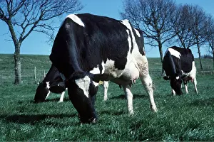 Pastoral: CATTLE - Friesian cows grazing