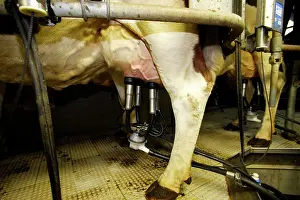 Friesian: Cattle - Friesian cows being milked