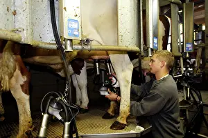 Friesian: Cattle - Friesian cows being milked