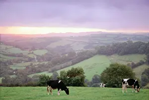 Anthony Harrison: CATTLE - Friesian heifers
