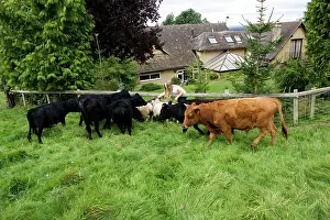 Dexter: Cattle - girl feeding pet Dexter cows and sheep