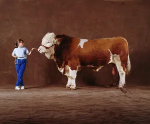 Genitalia: CATTLE - Girl holding Pimpernel Simmental BULL