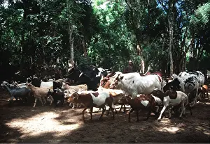 Rungnapa Sasitorn: CATTLE & Goats - In forest