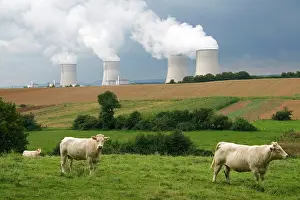 Nuclear: Cattle graze near the Cattenom Nuclear Power