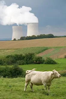 Nuclear: Cattle graze near the Cattenom Nuclear Power