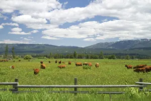 Beef: Cattle Graze in a Pasture near Cascade, Idaho