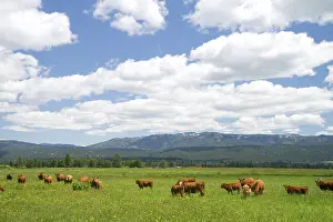 Beef: Cattle Graze in a Pasture near Cascade, Idaho