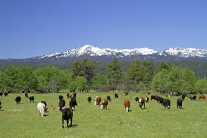 Beef: Cattle Graze in Valley County, Idaho