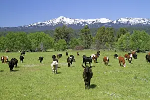 Beef: Cattle Graze in Valley County, Idaho