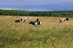 Grazes: Cattle grazes on a meadow on a high bank of Lalya