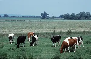 Pastoral: CATTLE - grazing