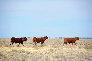 Totally: Cattle grazing - cattle on a totally dried out
