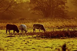 Dometic: Cattle - grazing early morning