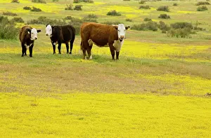 Carrizo: Cattle grazing flowery grassland, mainly Goldfields