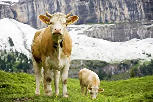 Wengen: Cattle grazing high in the Swiss Alps near Wengen