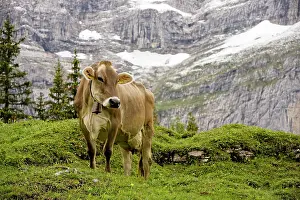 Wengen: Cattle grazing high in the Swiss Alps near Wengen