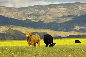 Lanceolata: Cattle - grazing among hillsides covered with Hillside