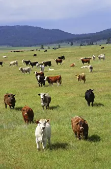 Beef: Cattle grazing, Idaho