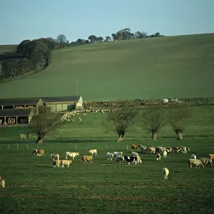 Beef: Cattle grazing on pasture, UK