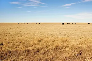 Panhandle: Cattle - grazing on Prairie on Texas Panhandle