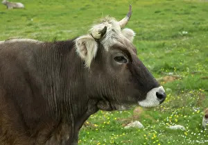 Parco: Cattle grazing in the Val campitella - at 1500m