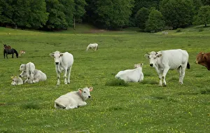 Parco: Cattle grazing in the Val campitella - at 1500m