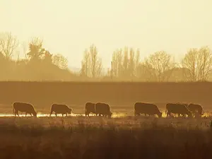 Sepia: Cattle Grazing on Wallasea island Essex.UK LA009614