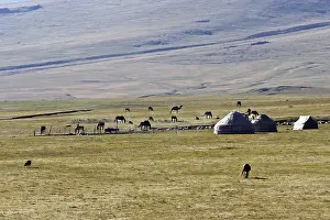 Tents: Cattle grazing around three yurts in Kyrgyzstan