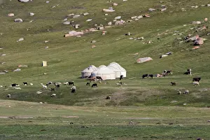 Tents: Cattle grazing around three yurts in Kyrgyzstan